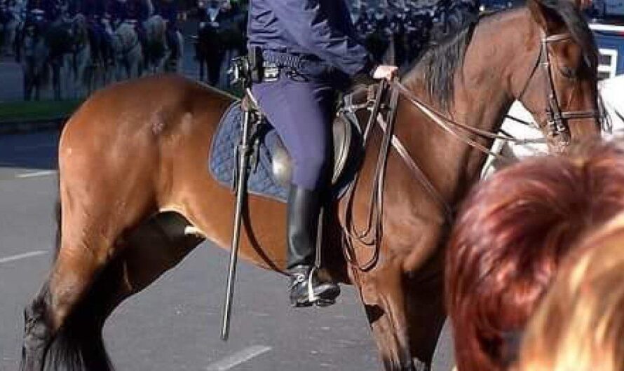 Preocupación en España por el bienestar de los animales expuestos al ruido del Gran Premio de MotoGP en Jerez de la Frontera