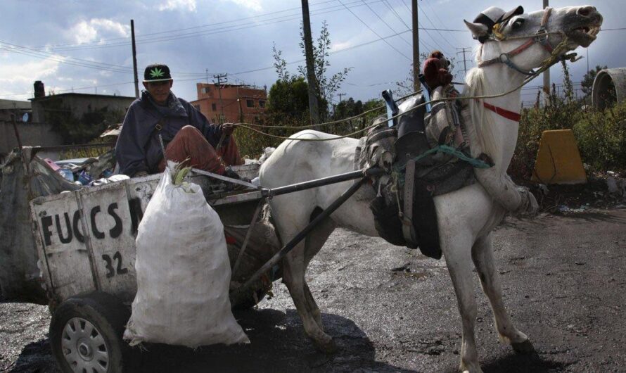 Preocupación en México por el maltrato animal: el uso de equinos para jalar carretas pone en peligro su patrimonio natural