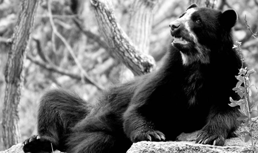Preocupación internacional por la disminución de osos de anteojos en  Ecuador