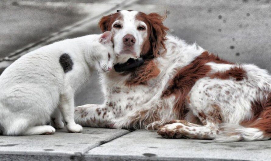 Preocupante aumento de animales callejeros en España: una situación que requiere atención urgente de las autoridades competentes