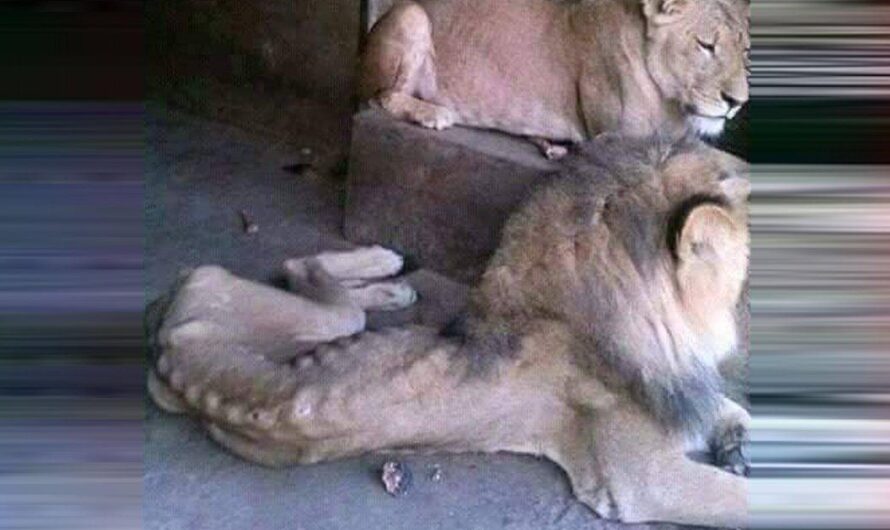 Preocupante situación de los carnívoros en el Zoológico Ben Aknoun de Argelia despierta llamado a la cooperación entre Sudáfrica y Kenia