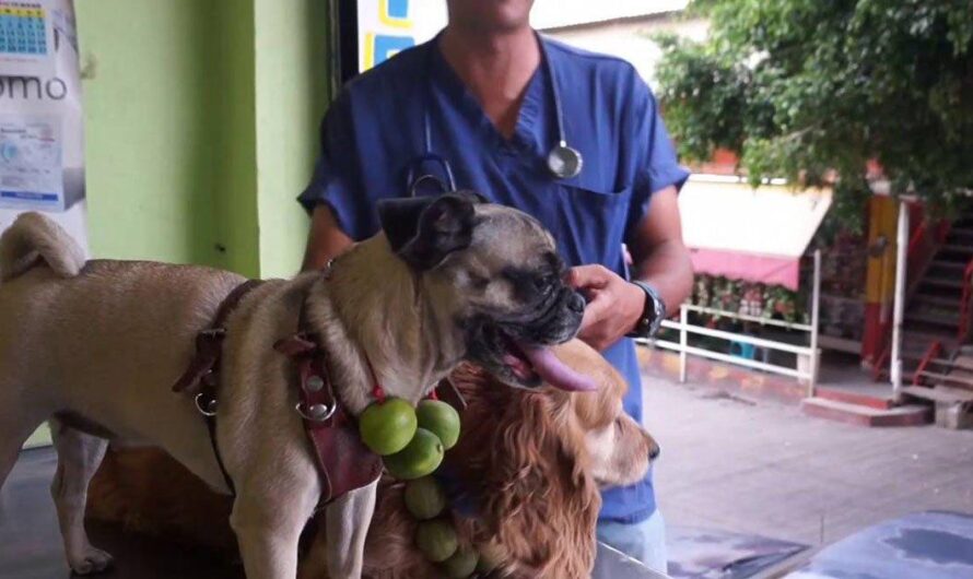 Preocupante situación: Perú enfrenta una creciente población de perros abandonados en las calles sin acceso a cuidados médicos