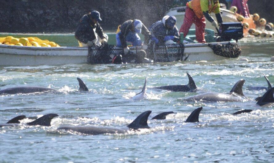 Revelaciones impactantes: el cierre de Mundo Marino en Estados Unidos pone al descubierto el maltrato y la esclavitud de delfines en la industria marina