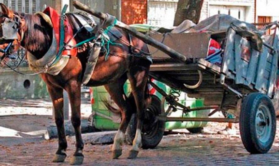 Uruguay enfrenta una dura realidad: caballos en las calles para tracción a sangre, bajo la mirada de defensores de los animales